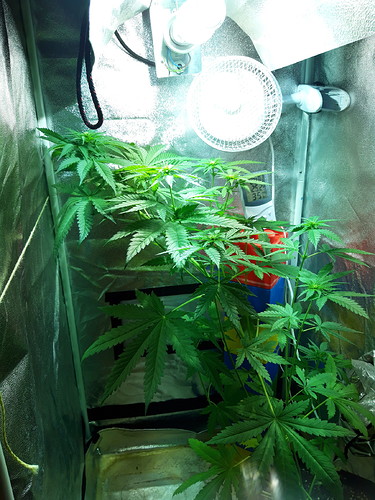 Growreport Bild 3