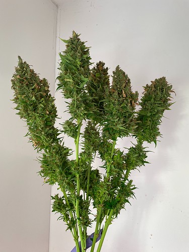Growreport Bild 7