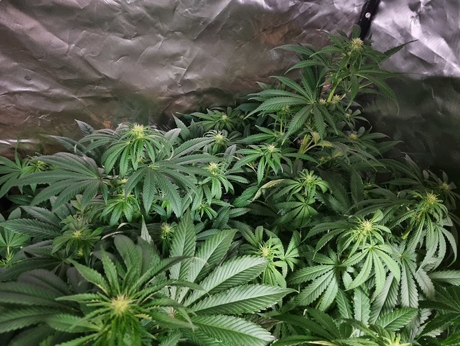 Growreport Bild 18