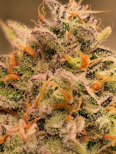 Growreport Bild 37