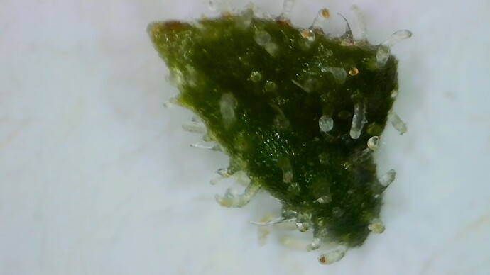 Growreport Bild 13