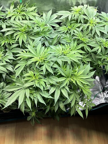 Growreport Bild 9