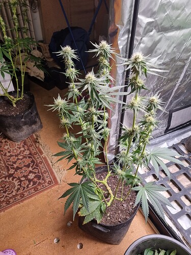 Growreport Bild 11