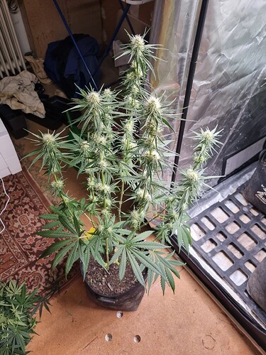 Growreport Bild 9
