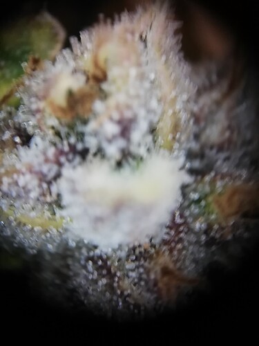GG#1_240120-9