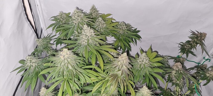 Growreport Bild 10