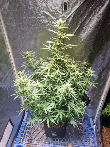 Growreport Bild 3