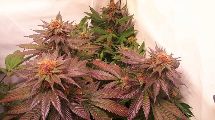 Growreport Bild 13