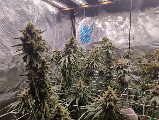 Growreport Bild 28