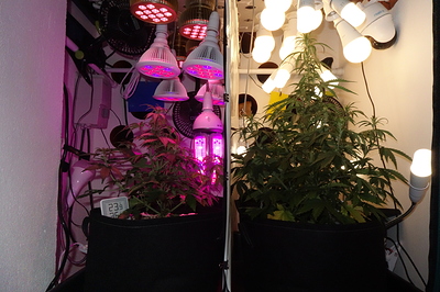 Growreport Bild 1