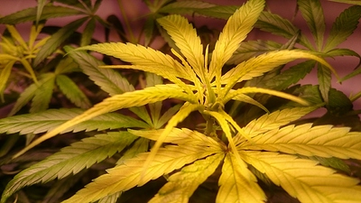 Growreport Bild 16
