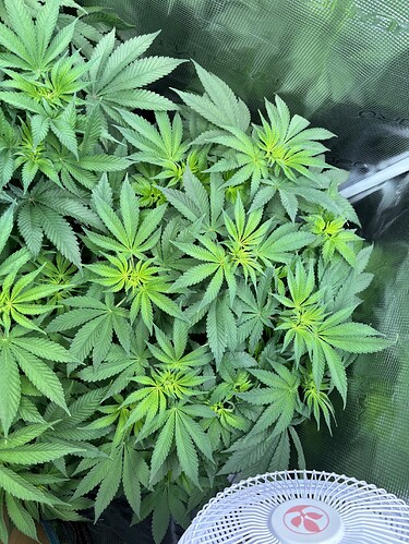 Growreport Bild 17