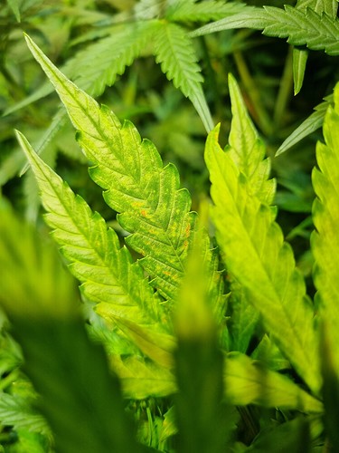 Growreport Bild 13