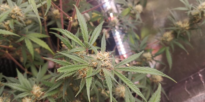 Growreport Bild 1