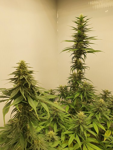 Growreport Bild 16