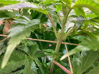Growreport Bild 3