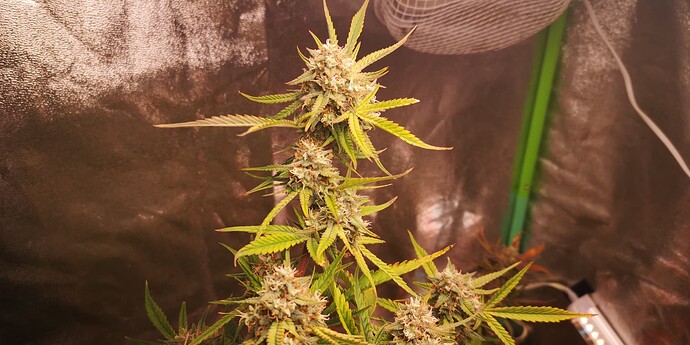 Growreport Bild 2