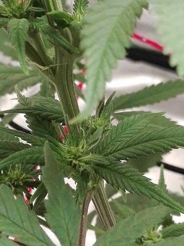 VT 38 BT 18, BT 10 Stempel