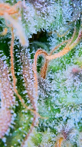 Growreport Bild 8