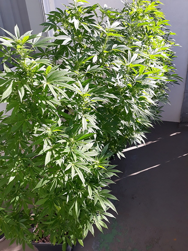 Growreport Bild 5