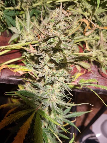Growreport Bild 4