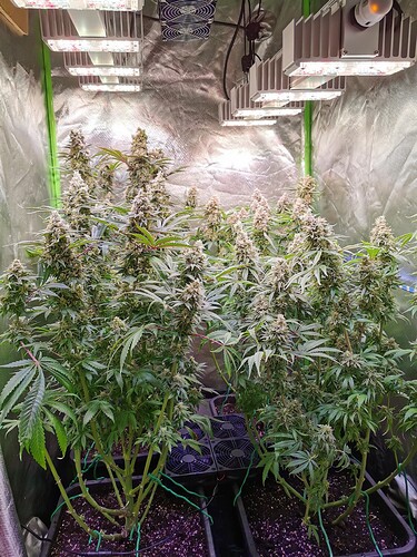 Growreport Bild 13