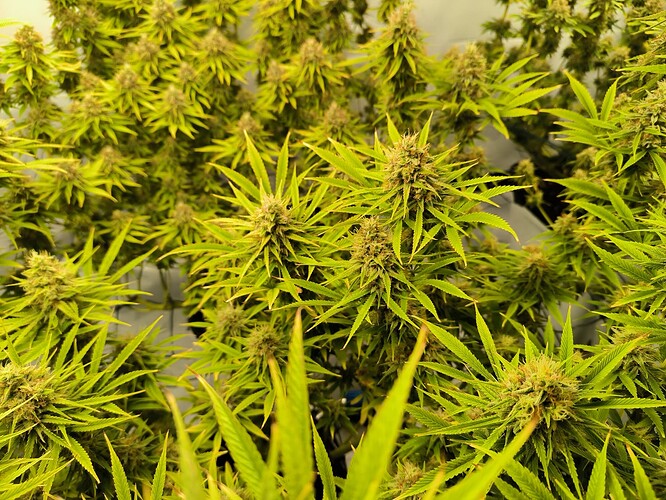 Growreport Bild 16
