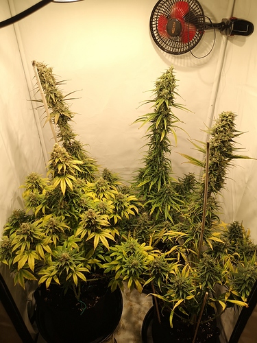 Growreport Bild 6