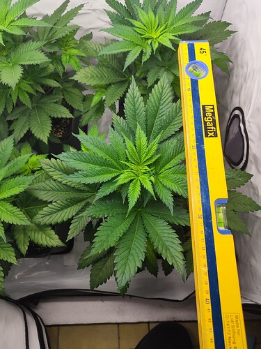 Growreport Bild 5