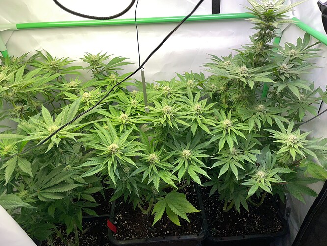 Growreport Bild 3
