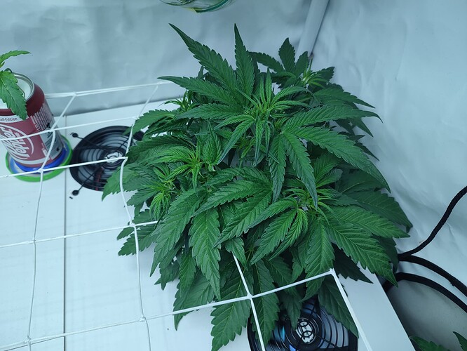 Growreport Bild 27