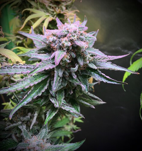 Growreport Bild 2