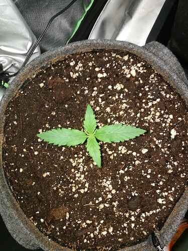 Growreport Bild 104