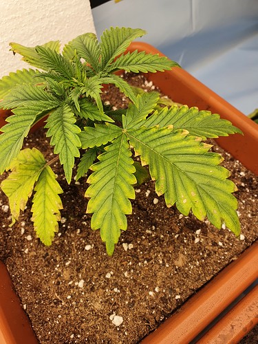 Growreport Bild 3