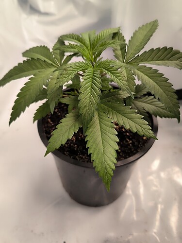 Growreport Bild 18