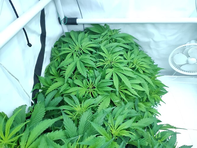 Growreport Bild 2