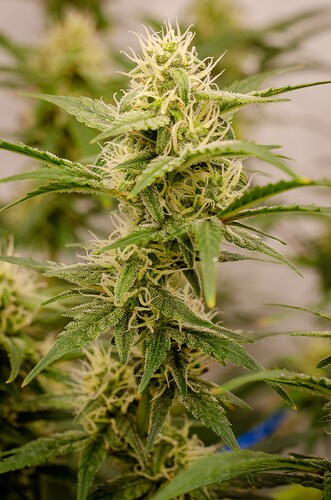 Growreport Bild 4