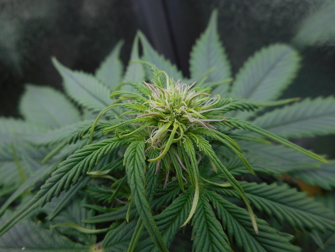 Growreport Bild 3