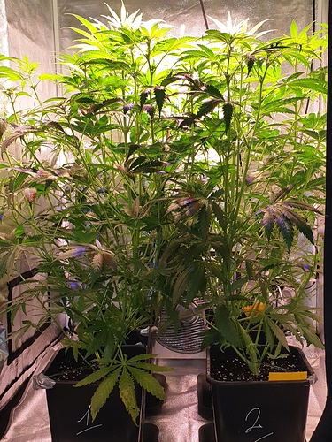 Growreport Bild 2