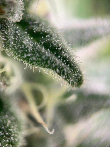 Growreport Bild 20