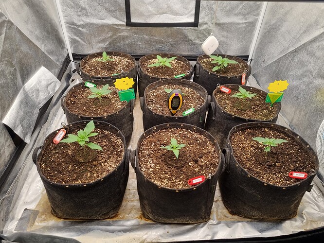 Growreport Bild 60