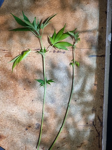 Growreport Bild 39