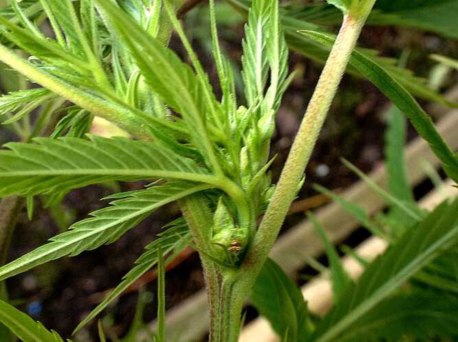 Growreport Bild 24