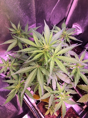 Growreport Bild 29