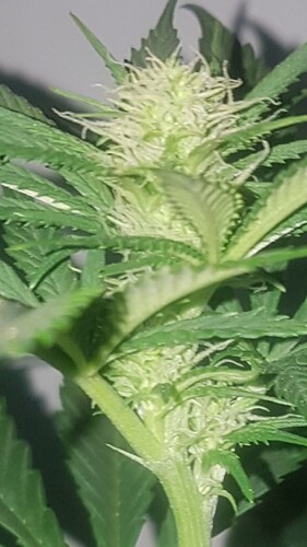Growreport Bild 1