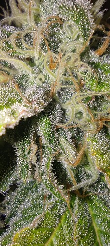 Growreport Bild 6