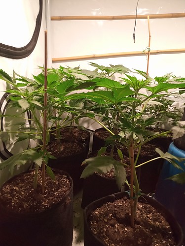 Growreport Bild 2