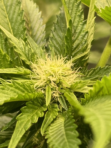 Growreport Bild 57