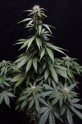 Growreport Bild 18