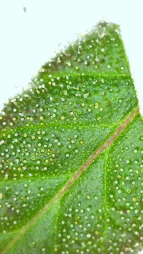 Growreport Bild 31